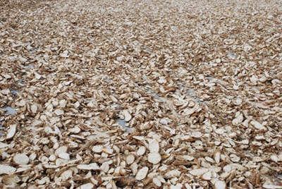Phú Yên đặt mục tiêu chế biến 113.000 tấn tinh bột sắn niên vụ 2017-2018