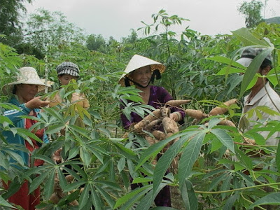 Mì nguyên liệu tăng giá đột biến, nông dân vui 'hết cỡ'